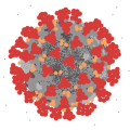 oca_covid19_-_1.png