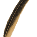 oca_plume_source_2.png